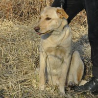 В добрые руки, собака, окрас светлый