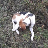 Найдена собака, окрас белый с черным и коричневыми пятнами