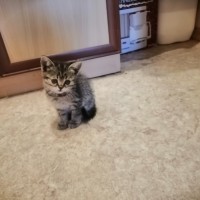 Найден котенок, окрас серый, полосатый