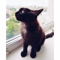 Найден котенок, черно-шоколадного окраса