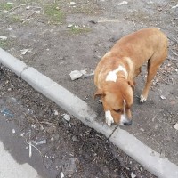 Найден пёс\собака, окрас коричневый с белыми пятнами
