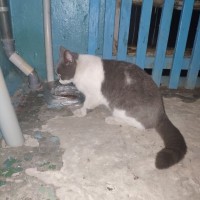 Найдена кошка, окрас дымчато-белый