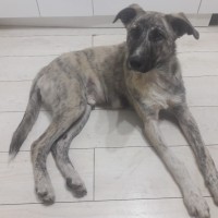 Найден пес, окрас светло-серый