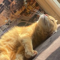 Пропала кошка!