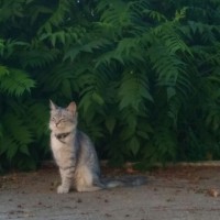 Найден котик, окрас светло-серый. полосатый