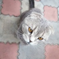 Найден кот, вислоухий, окрас серый