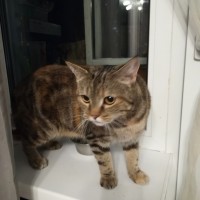 Найдена кошка. окрас рыже-серый с черными полосами