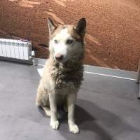 Найдена собака, порода хаски, окрас бело-коричневый