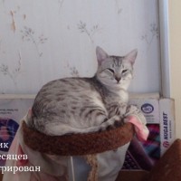 В добрые руки 3 кошечки и котик, окрас смешанный