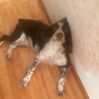 Найдена собака, окрас черно-белый