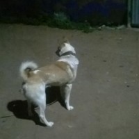 Найдена собака, окрас рыже-белый