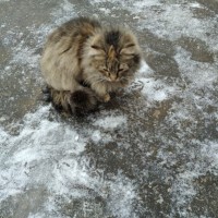 Найден кот\кошка, окрас камышовый, пушистый