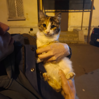 Найдено:  кошка