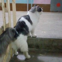 Найден кот, окрас белый с серыми пятнами
