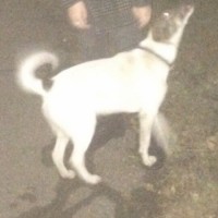 Найдена собака, окрас белый с черными пятнами