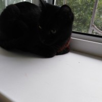 Найдена кошка. окрас темно-шоколадный