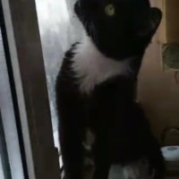 Пропал котик, окрас черно-белый
