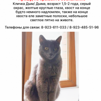 ПОТЕРЯЛСЯ СЕРЫЙ КОТ ДЫМ ЦЕНТРАЛЬНЫЙ РАЙОН