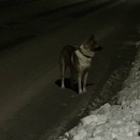 Найдена собака, окрас коричнево-белый