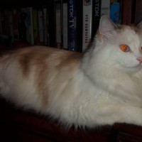 Пропала кошка, окрас белый с рыжими пятнами