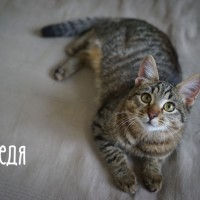 В добрые руки, кот, окрас камышовый