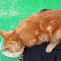 Найден кот, окрас рыжий