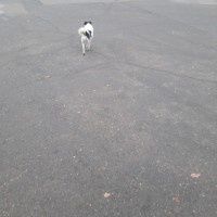 Найден пес, окрас белый с черными пятнами