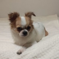 Найден чихуахуа