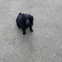 Найдена собака, окрас черный