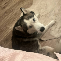 Потеряно:  хаски ошейник собака