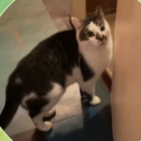 Потеряно:  кот