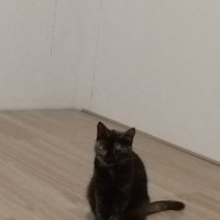 Найдена кошка, окрас темно-серый