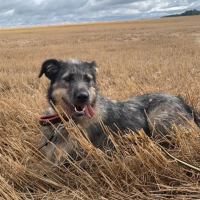 Отдам в добрые руки:  щенок