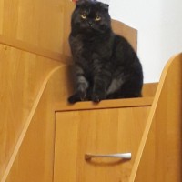 Пропал кот, порода шотландский вислоухий, окрас черно-серый