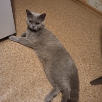 Пропала кошка, порода британская, окрас серый