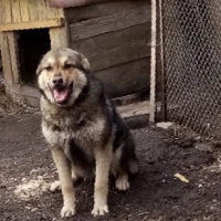 Потеряно:  собака собака собака