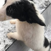 Найден щенок, окрас черно-белый