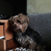 Найдена собачка, порода йоркширский терьер