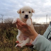 В добрые руки, щенки