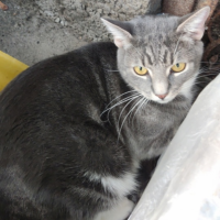 Потеряно:  кот кошка