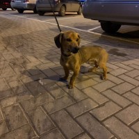 Найдена собака, помесь таксы, окрас коричневый