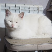 Найден кот, окрас белый, с желтыми глазами