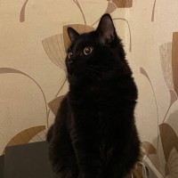 Пропал черный кот на Пролетарской 64