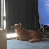 Найдена собака, окрас рыжий, с ошейником