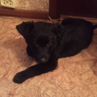 Найден щенок, окрас черный