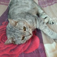 Найден кот, породы менкс, окрас серый, полосатый