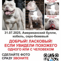 Найдено:  кобель серо - бежевый окрас