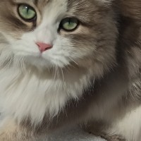 Найдена кошка, цвет коричнево-белый