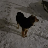 Найден пёс, окрас черно-коричневый с белой грудкой