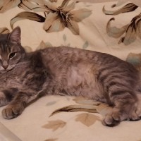 Пропала кошка в центре Краснодара ул.Коммунаров и Длинная